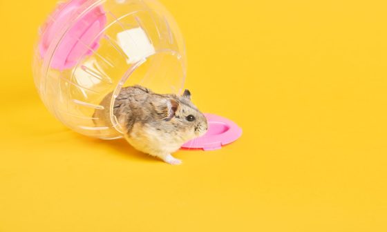 Can Hamsters Have Bread? A Comprehensive Guide to Feeding Your Furry Friend