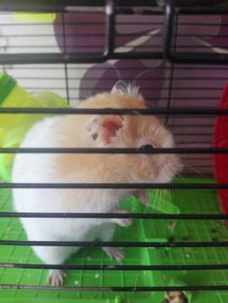 Can Hamsters Have Bread? A Comprehensive Guide to Feeding Your Furry Friend