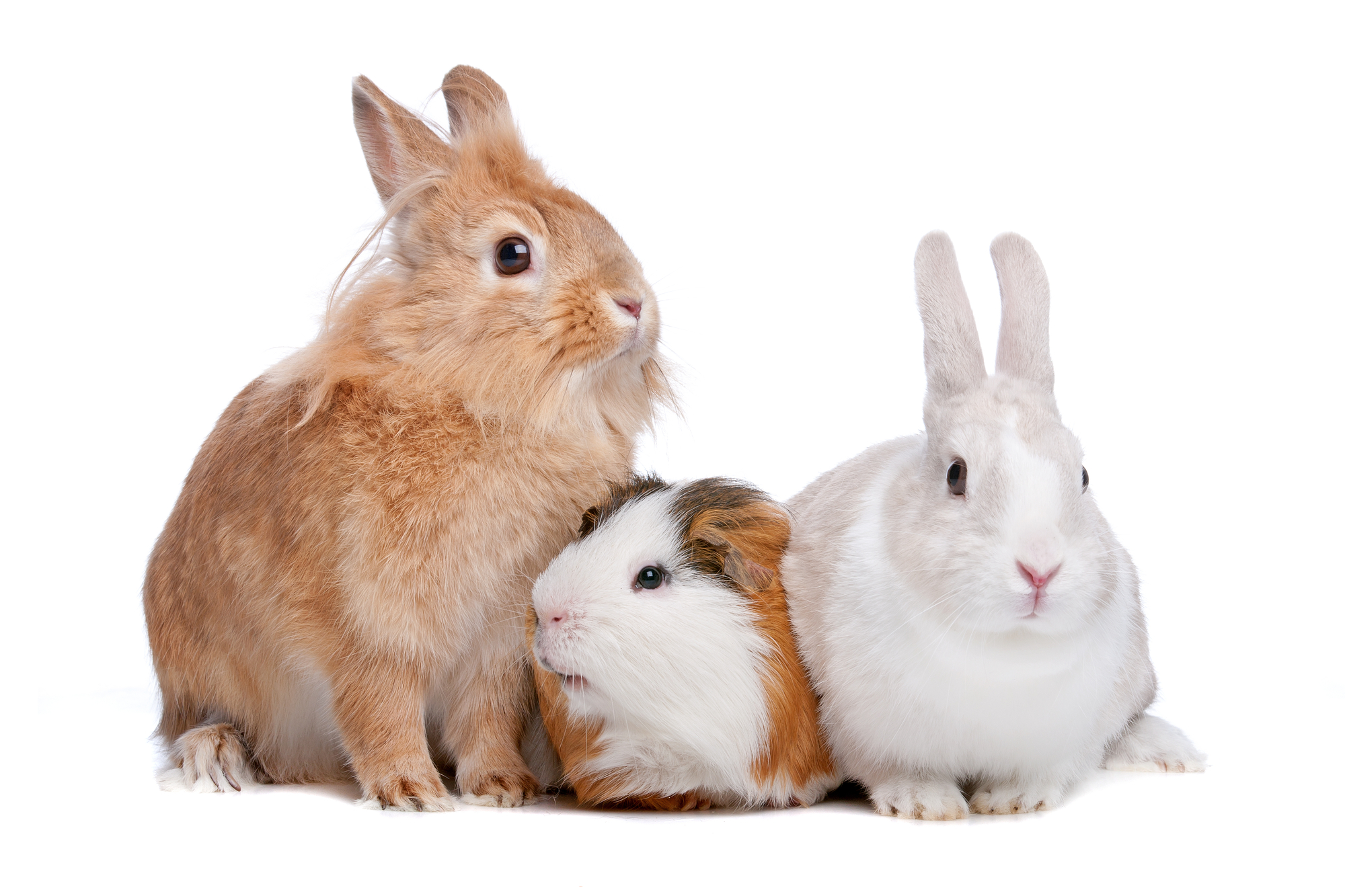 Can Rabbits Eat Hamster Food? A Comprehensive Guide