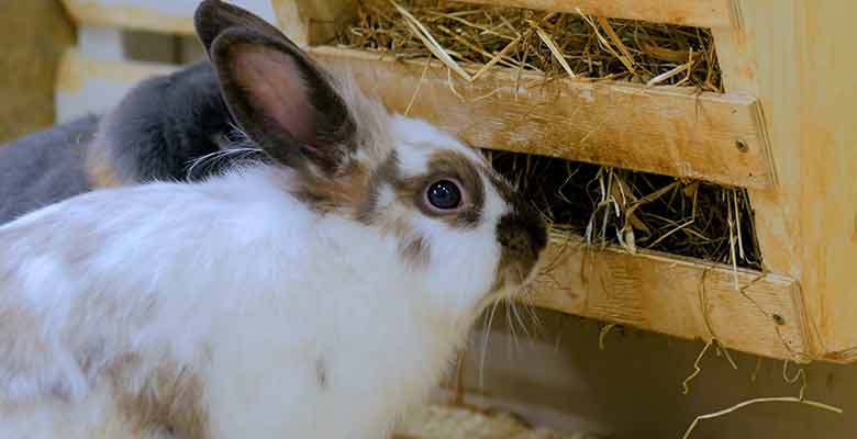 Can Rabbits Eat Hamster Food? A Comprehensive Guide