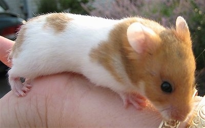 Do Hamster Bites Hurt? Understanding the Severity of Hamster Bites