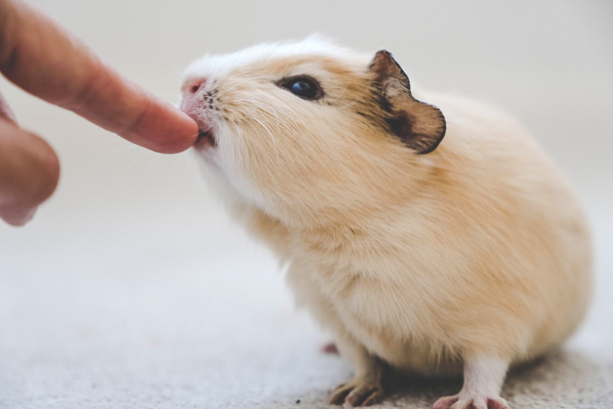 Do Hamster Bites Hurt? Understanding the Severity of Hamster Bites