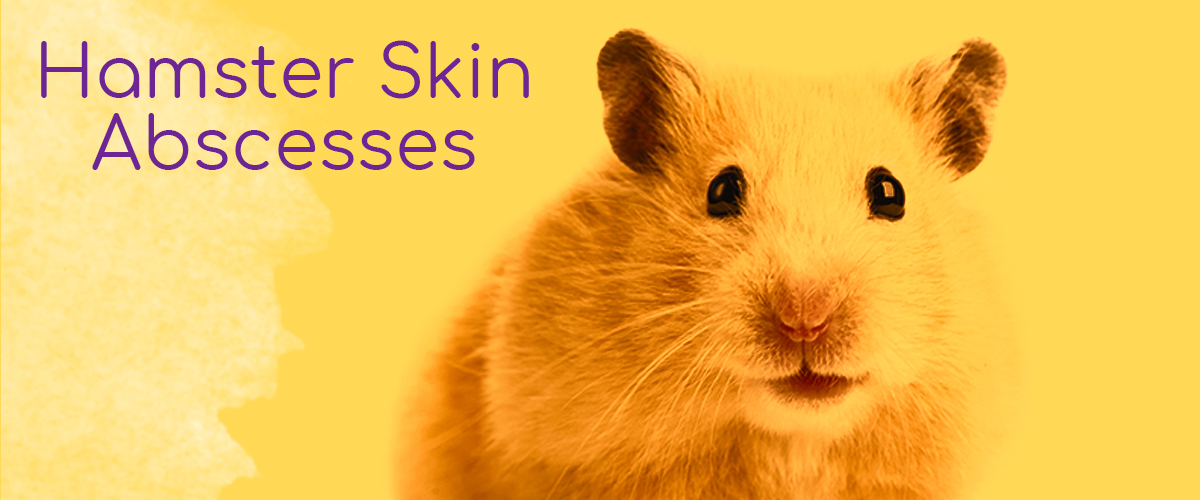 Do Hamster Bites Hurt? Understanding the Severity of Hamster Bites