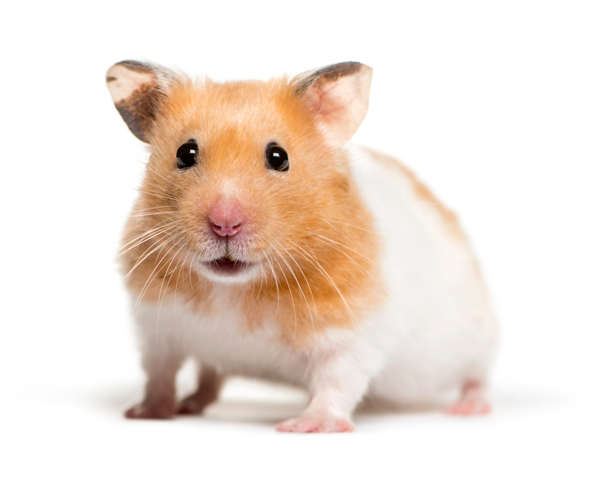 Do Hamster Bites Hurt? Understanding the Severity of Hamster Bites