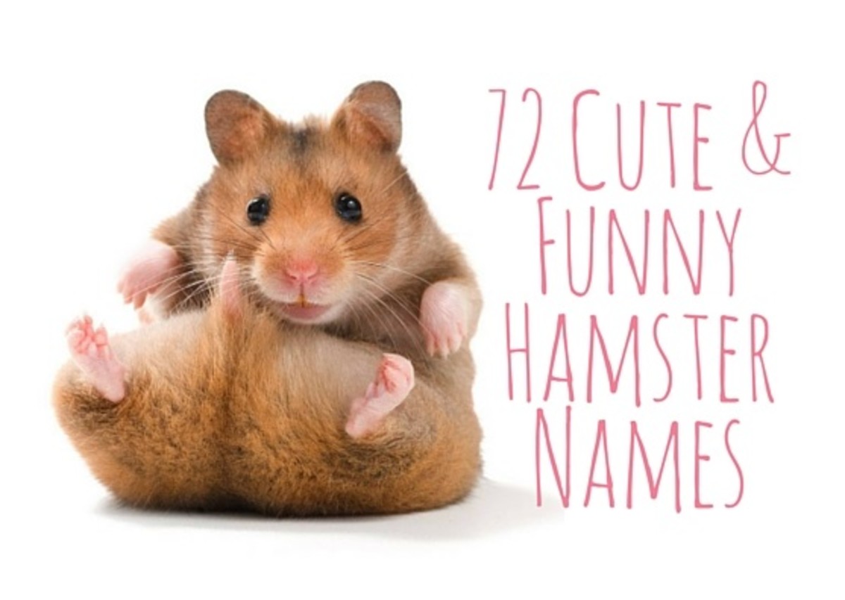 Do Hamsters Get Rabies?