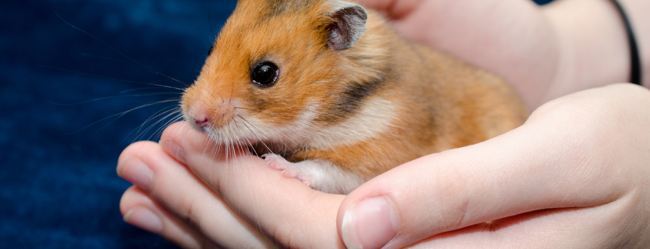 Do Hamsters Hibernate? Understanding Their Winter Behavior