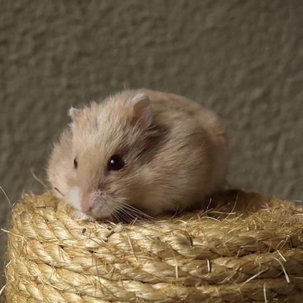 Do Hamsters Hibernate? Understanding Their Winter Behavior