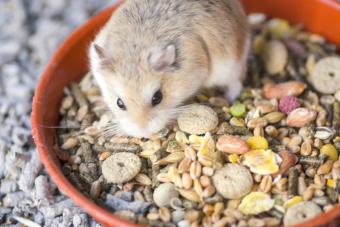 Finding the Perfect Pocket Pal A Guide to the Best Hamster Breeds