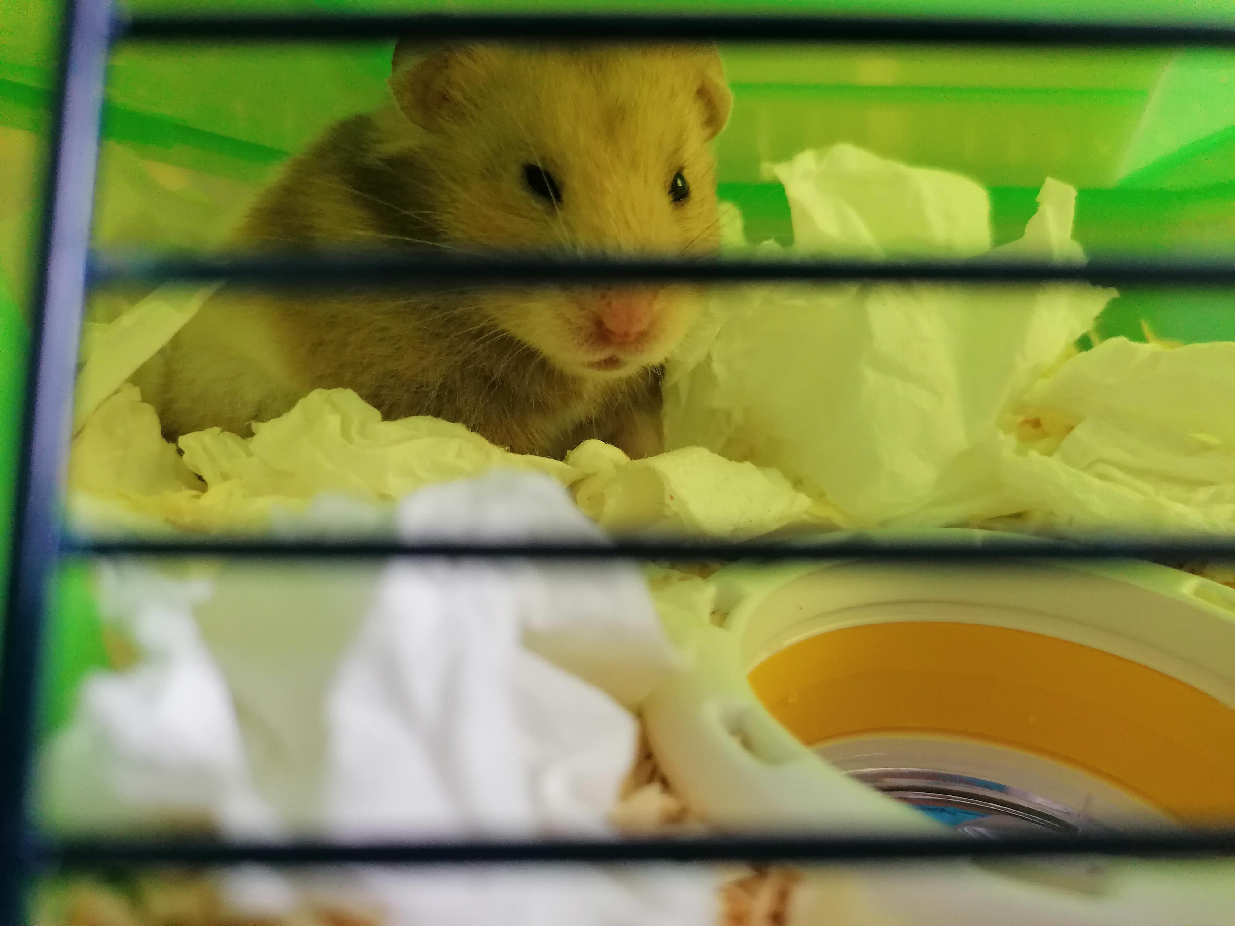 How to Tell if Your Hamster is Dead A Guide for Concerned Owners