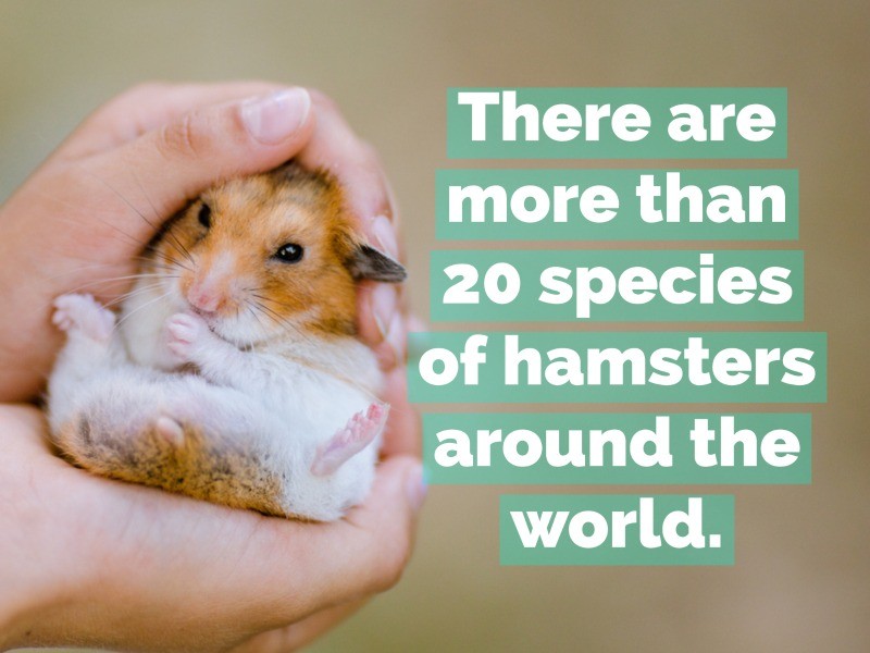 The Adorable World of Hamsters An Overview