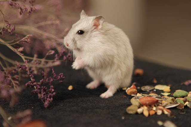 The Art of Hamster Happiness A Comprehensive Guide to Creating a Thriving Habitat