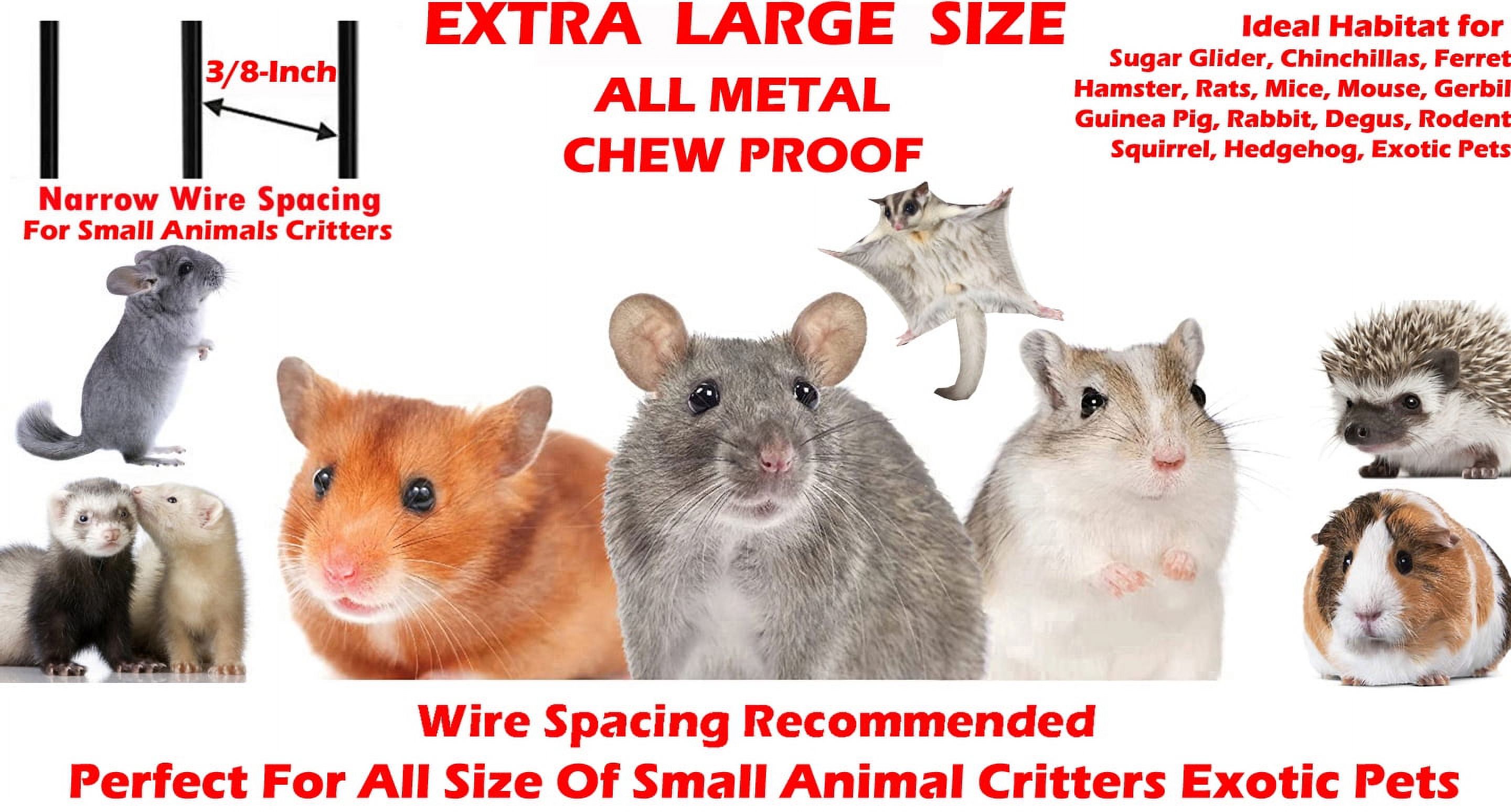 The Great Gerbil vs. Hamster Debate Which Tiny Friend Is Right for You?