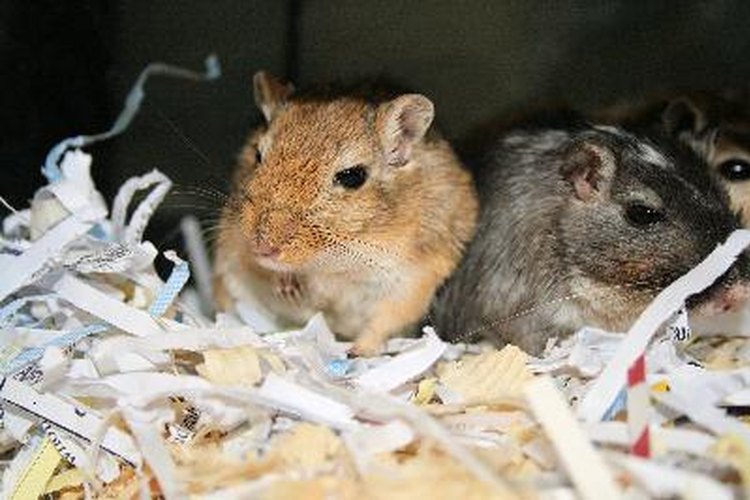 The Great Gerbil vs. Hamster Debate Which Tiny Friend Is Right for You?