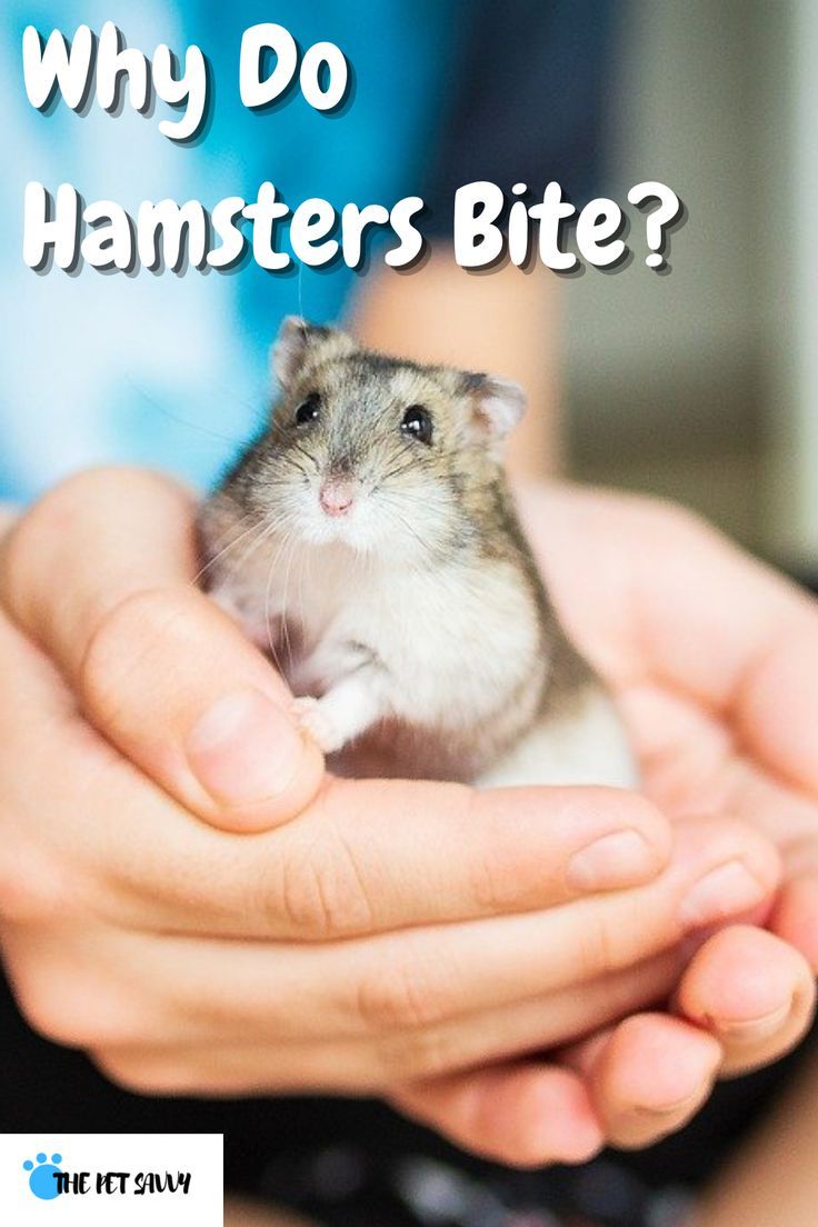 Unlocking the Heart of Your Tiny Companion How to Get Your Hamster to Like You