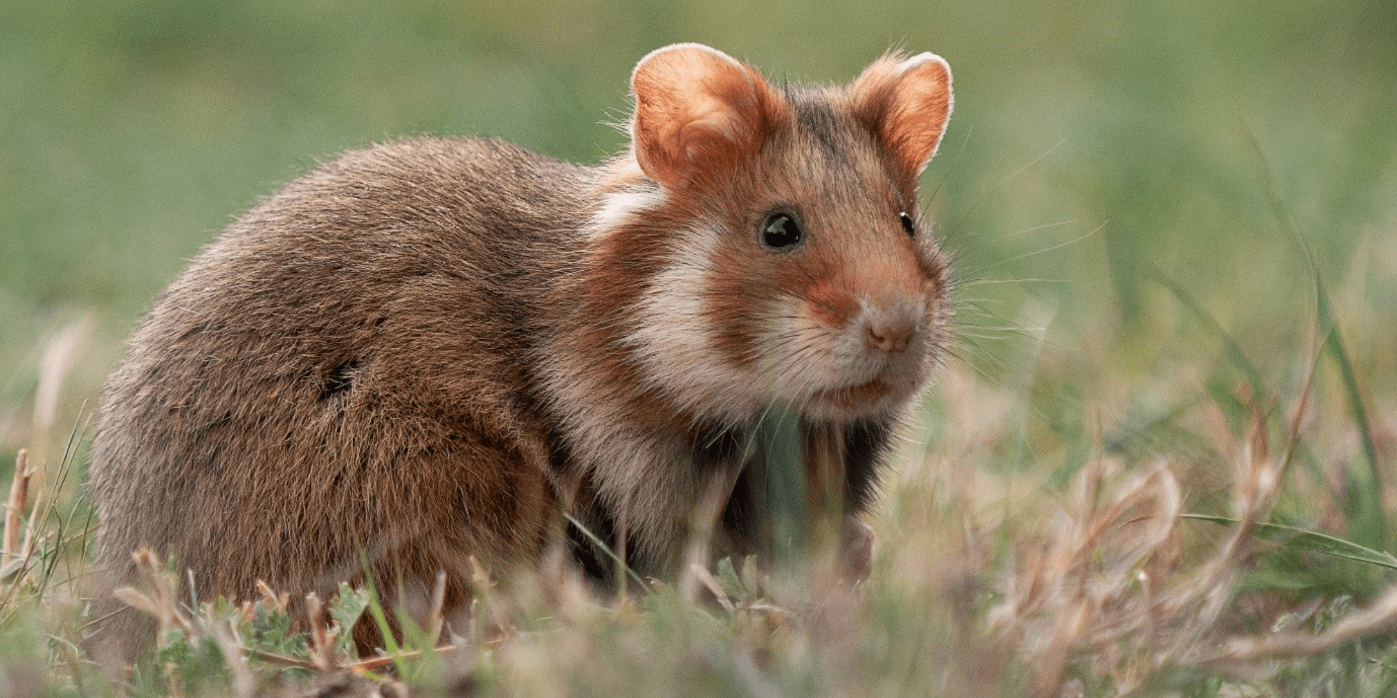 Unlocking the Heart of Your Tiny Companion How to Get Your Hamster to Like You