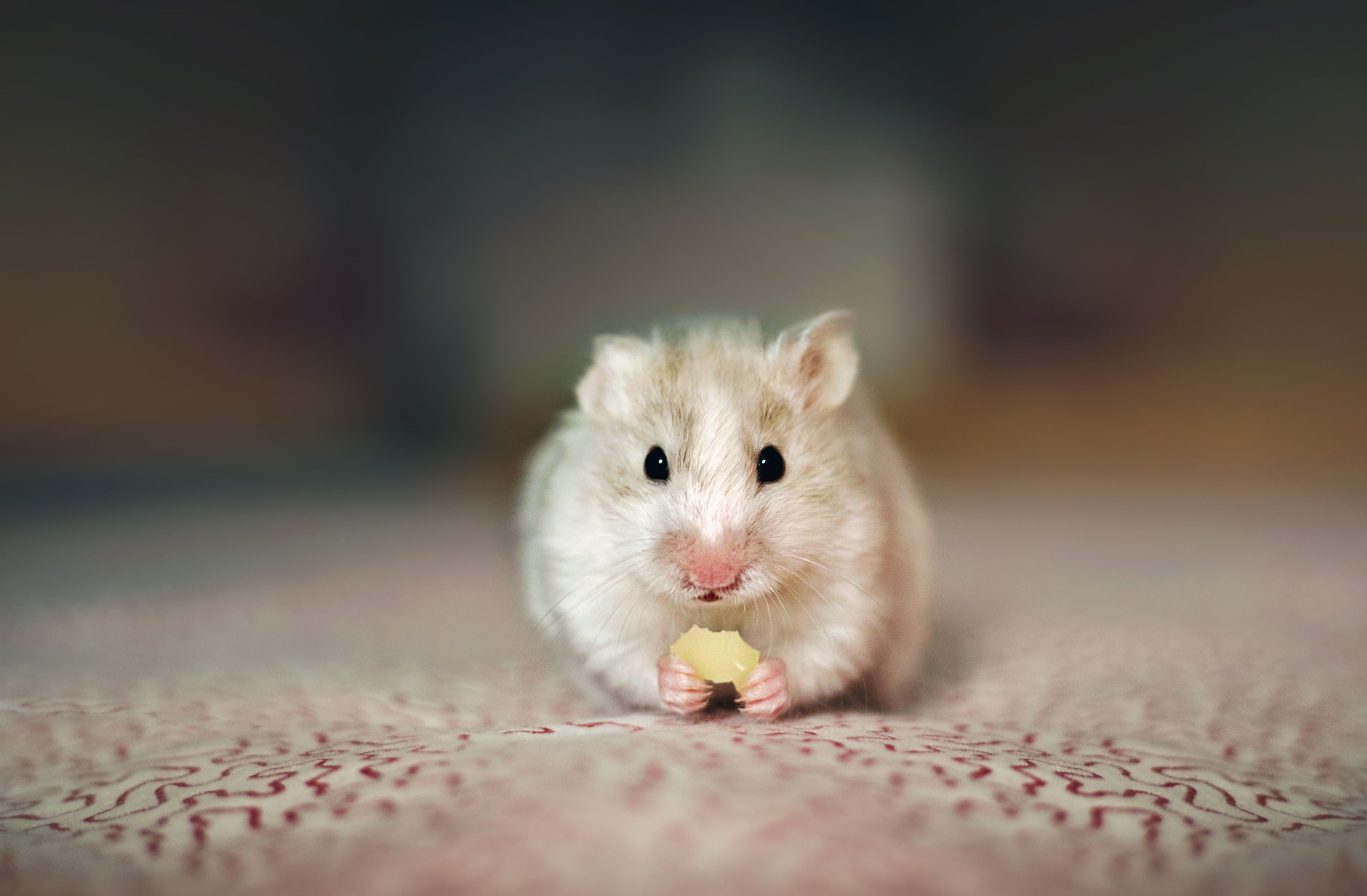 Unlocking the Heart of Your Tiny Companion How to Get Your Hamster to Like You