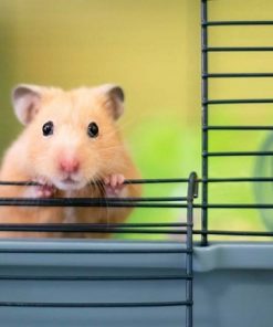 LỒNG HAMSTER VUÔNG LỚN