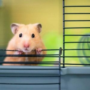 LỒNG HAMSTER VUÔNG LỚN