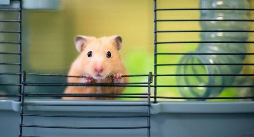 LỒNG HAMSTER VUÔNG LỚN