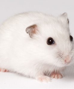 chuột hamster trắng