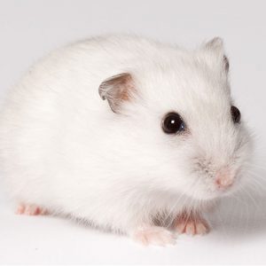 chuột hamster trắng