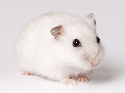 chuột hamster trắng