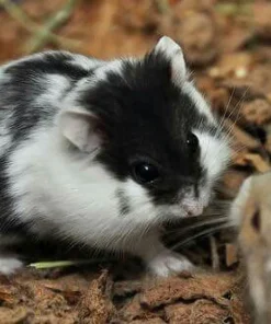 hamster bò sữa