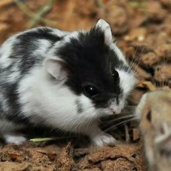 hamster bò sữa