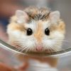 hamster mặt nâu