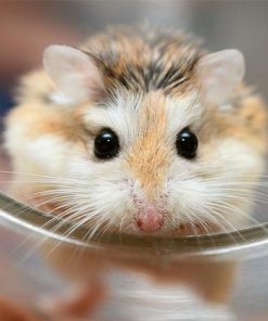 hamster mặt nâu