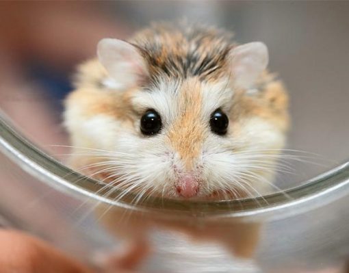 hamster mặt nâu