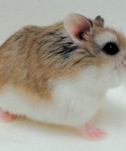 hamster mặt nâu1