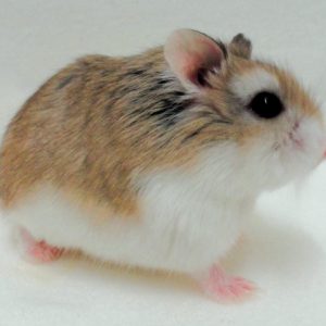 hamster mặt nâu1