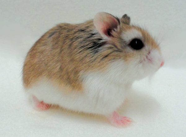 hamster mặt nâu1