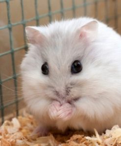 hamster sọc trắng đen 1