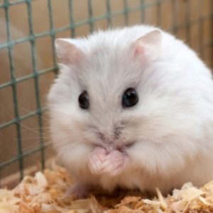 hamster sọc trắng đen 1