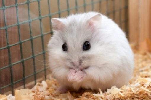 hamster sọc trắng đen 1