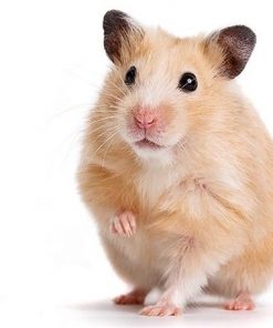 hamster1