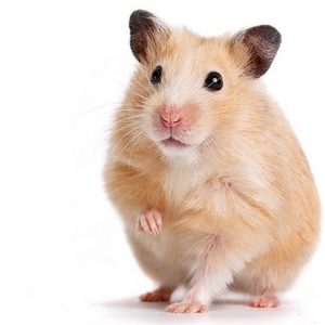 hamster1