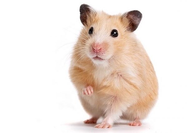 hamster1