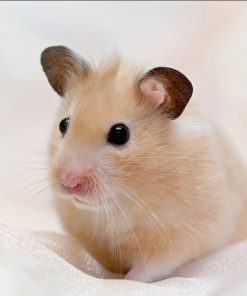 hamster2