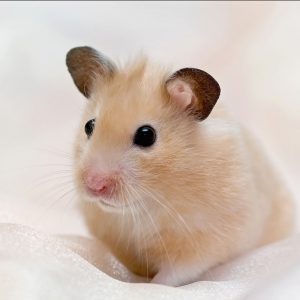 hamster2